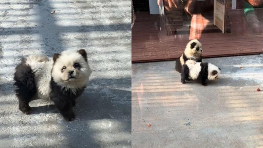 动物园染色狗扮熊猫,动物园的狗狗有颜色的
