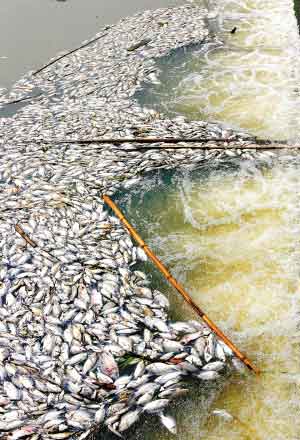 一水库漂浮成片死鱼,水库漂了好多死鱼什么原因