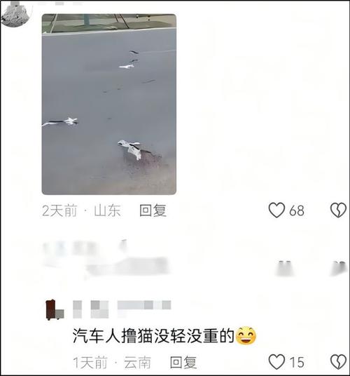 猫狂咬主人后被放生,猫狂咬主人后被放生怎么办