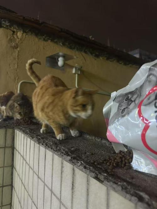 把房让给流浪猫居住,把房让给流浪猫居住好吗