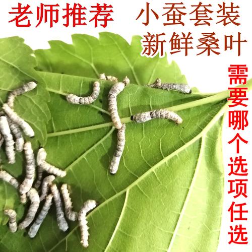 养500只蚕摘6斤桑叶,养500只蚕摘6斤桑叶可以吗