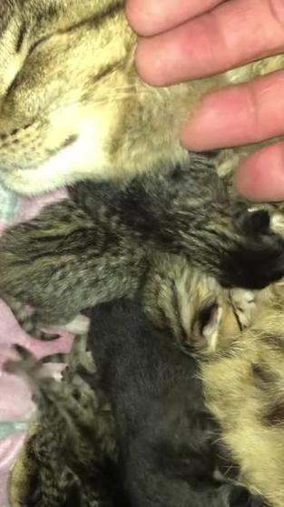 罕见双头猫存活5天,罕见双头猫存活5天会死吗