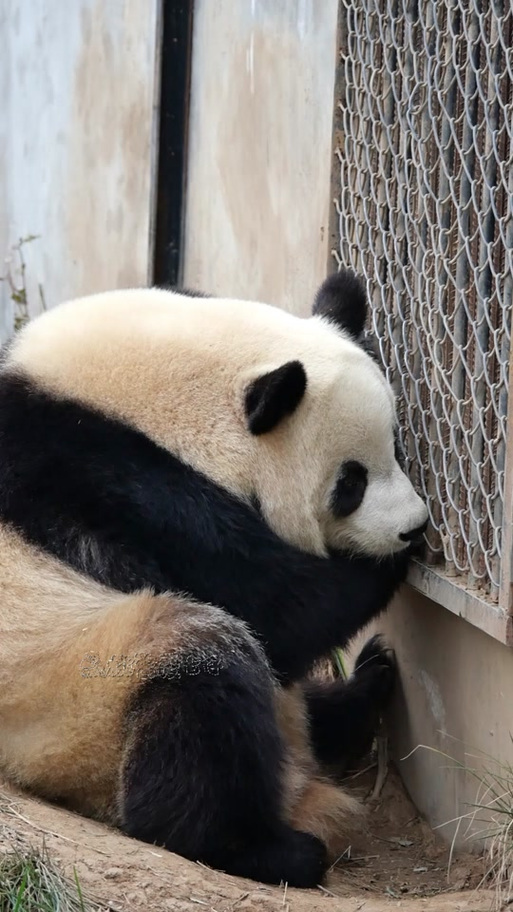 游客偶遇野生大熊猫,游客偶遇野生大熊猫高兴惨了